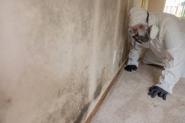 Mold Removal for HVAC Installations in Newport, SC